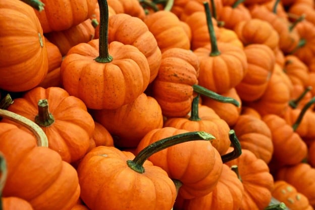 Pumpkin picking this Halloween